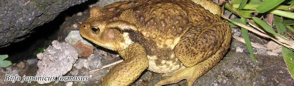 Bufo japonicus formosus