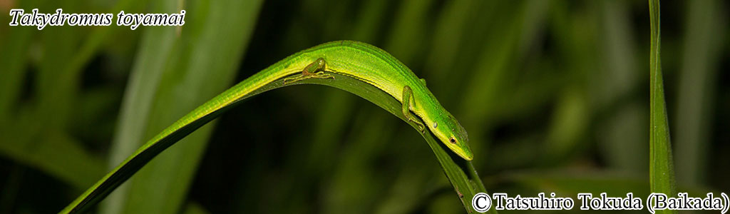 Takydromus toyamai