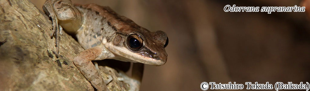 Odorrana supranarina