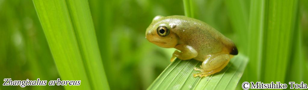 Zhangixalus arboreus