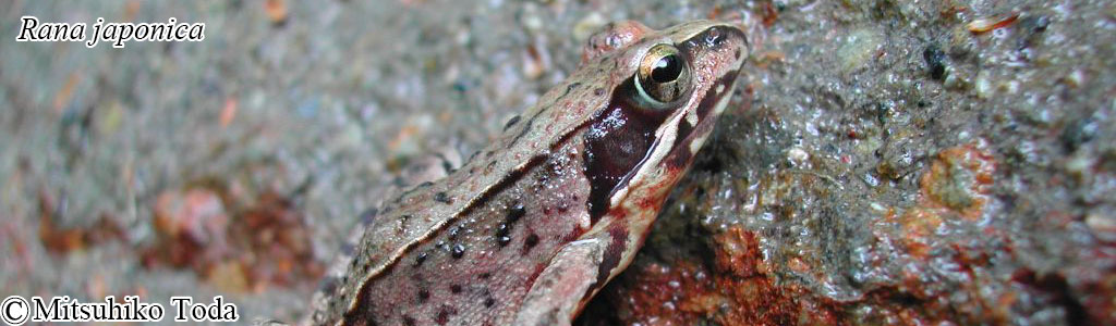 Rana japonica