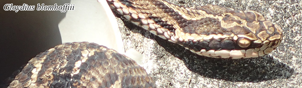 Gloydius blomhoffii