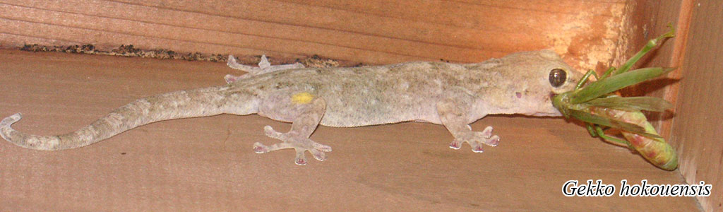 Gekko hokouensis