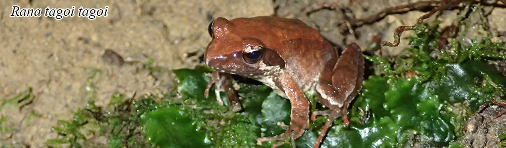 Rana tagoi tagoi