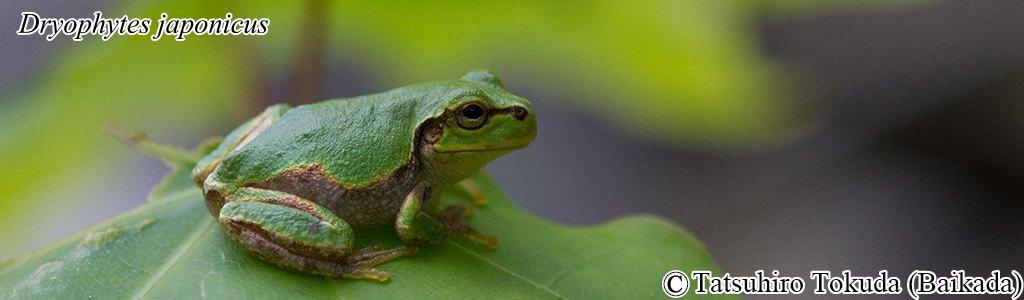 Dryophytes japonicus
